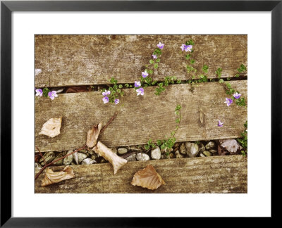Veronica Persica (Persian Speedwell) Growing Through Decking by Jacqui Hurst Pricing Limited Edition Print image