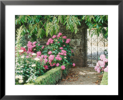 Pathway And Gate Low Clipped Box, Hydrangea by Jacqui Hurst Pricing Limited Edition Print image