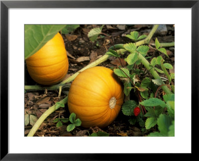Pumpkin (Baby Bear), Organic, Berkeley, California by Roger Hyam Pricing Limited Edition Print image