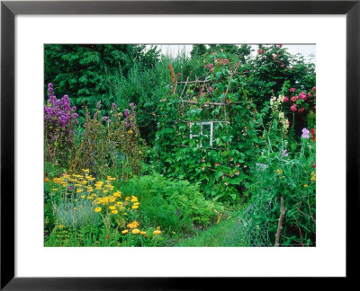 Hazel Plant Support With Runner Beans by Lynn Keddie Pricing Limited Edition Print image