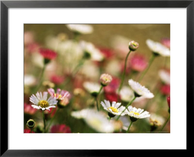 Erigeron Karvinskianus,Close-Up Of White Flower Heads by Lynn Keddie Pricing Limited Edition Print image
