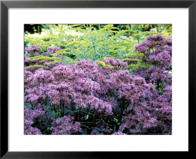 Eupatorium Purple Bush, Close-Up Of Purple Flower Heads by Lynn Keddie Pricing Limited Edition Print image
