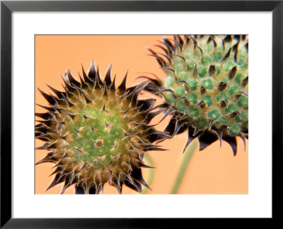 Scabiosa Ochroleuca, Close-Up Of Two Seedheads by Steven Knights Pricing Limited Edition Print image