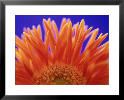 Gerbera by Steven Knights Pricing Limited Edition Print image