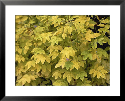 Filipendula Ulmaria, Golden Foliage by Michele Lamontagne Pricing Limited Edition Print image