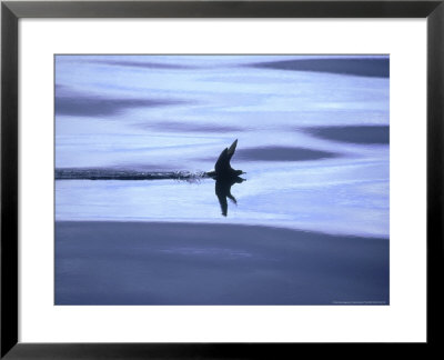 Short-Tailed Shearwater, New Zealand by Tobias Bernhard Pricing Limited Edition Print image