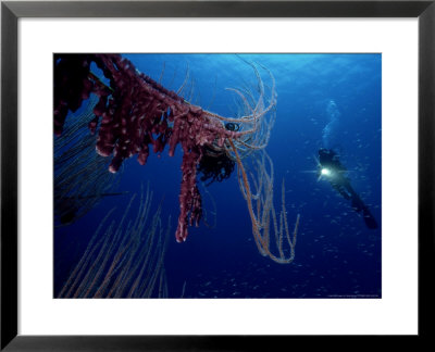 Tunicates, Colony On Whip Coral, Papua New Guinea by Tobias Bernhard Pricing Limited Edition Print image