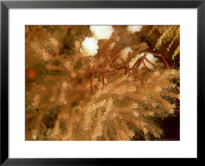 Sea Spider In Bryozoans, New Zealand by Tobias Bernhard Pricing Limited Edition Print image