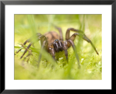 Nursery Web Spider In Grass, New Zealand by Tobias Bernhard Pricing Limited Edition Print image