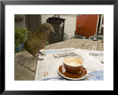 Kea On Coffee Table, New Zealand by Tobias Bernhard Pricing Limited Edition Print image