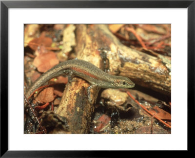 Red-Sided Rainbow Skink, Darwin, Australia by Andrew Bee Pricing Limited Edition Print image