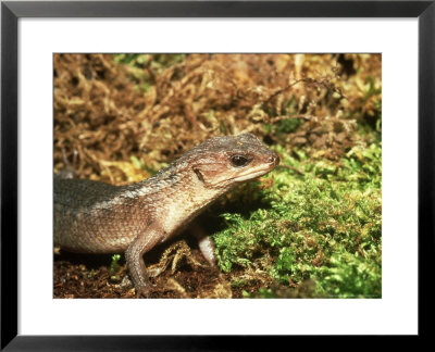 Keeled Water Skink, Se Asia by Andrew Bee Pricing Limited Edition Print image