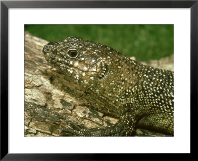 Cunninghams Skink, Nsw, Australia by Andrew Bee Pricing Limited Edition Print image