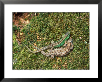Sand Lizards, Male And Pregnant Female by David Boag Pricing Limited Edition Print image