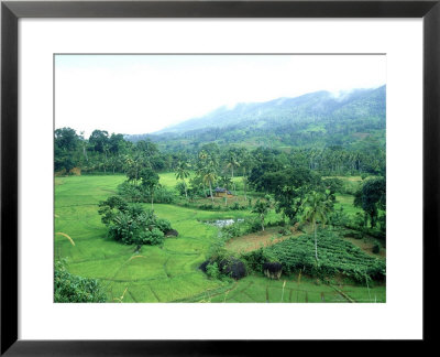 Rural Scenery, Sri Lanka by Michael Brooke Pricing Limited Edition Print image