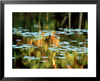 Water-Lily Leaf, Usa by Olaf Broders Pricing Limited Edition Print image