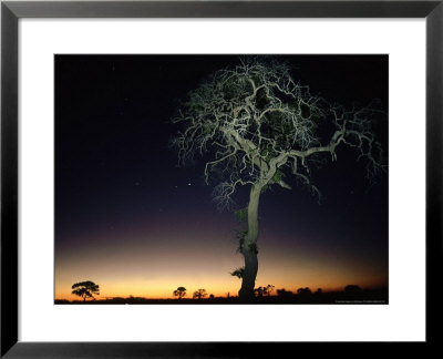 Acacia Tree At Dusk, Botswana by Olaf Broders Pricing Limited Edition Print image