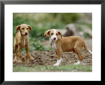 Young Dogs, Spain by Olaf Broders Pricing Limited Edition Print image