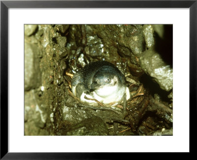 Little Blue Penguin, Sitting On Nest, New Zealand by Robin Bush Pricing Limited Edition Print image