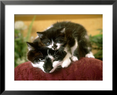Kitten Relaxing On Mothers Head by Alan And Sandy Carey Pricing Limited Edition Print image