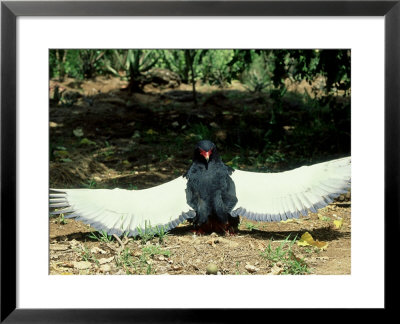 Bateleur, Sunning, Kenya by David Cayless Pricing Limited Edition Print image