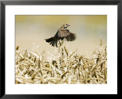 Sparrow, Flying Over Wheat Field, Switzerland by David Courtenay Pricing Limited Edition Print image