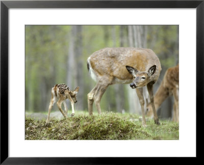 Whitetail Deer, Fawn Approaches Doe It Thinks Is Its Mother by Daniel Cox Pricing Limited Edition Print image