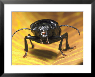 Broad-Necked Root Borer Beetle by David M. Dennis Pricing Limited Edition Print image