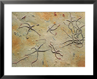 Fossil Starfish by David M. Dennis Pricing Limited Edition Print image