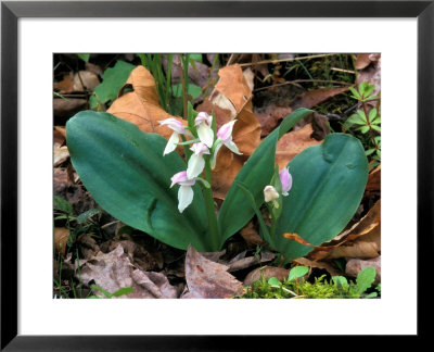 Showy Orchis by David M. Dennis Pricing Limited Edition Print image
