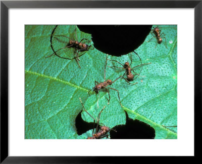 Leaf-Cutting Antsatta Cephalotes by David M. Dennis Pricing Limited Edition Print image