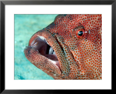 Coral Grouper, With Commensal Shrimp, Malaysia by David B. Fleetham Pricing Limited Edition Print image