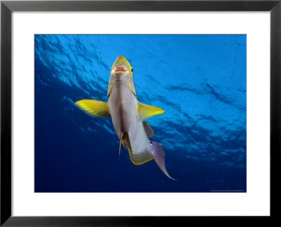 Yellowfin Surgeonfish, Hawaii by David B. Fleetham Pricing Limited Edition Print image