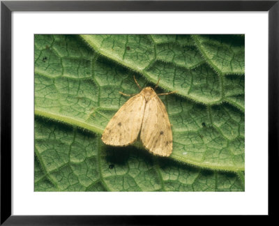 Round-Winged Muslin Moth, Imago, Wollaton Park, Uk by David Fox Pricing Limited Edition Print image