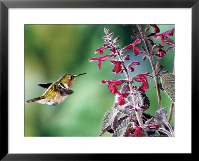 Volcano Hummingbird At Salvia Iodochroa, Cerro De La Muerte, Costa Rica by Michael Fogden Pricing Limited Edition Print image