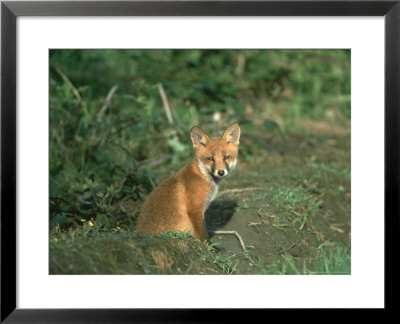 Red Fox, Vulpes Vulpes Cub Sat At Entrance To Earth, Uk by Mark Hamblin Pricing Limited Edition Print image