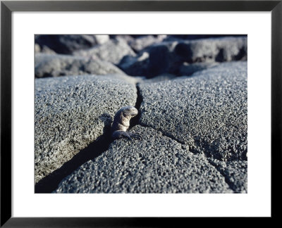 Marine Iguana, Hatchling Emerging From Lava Fissure, Galapagos by Mark Jones Pricing Limited Edition Print image