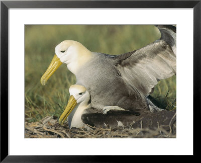 Waved Albatross, Mating, Espanola Island, Galapagos by Mark Jones Pricing Limited Edition Print image