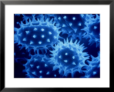 Marguerite Chrysanthemum Leucanthemum Pollen by Kage Manfred Pricing Limited Edition Print image