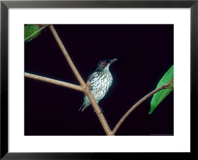 Metallic Starling, Juvenile Hunting, Zoo Animal by Stan Osolinski Pricing Limited Edition Print image