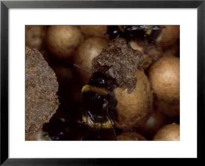 Bumble Bees, Inspecting Eggs In Nest, Uk by O'toole Peter Pricing Limited Edition Print image