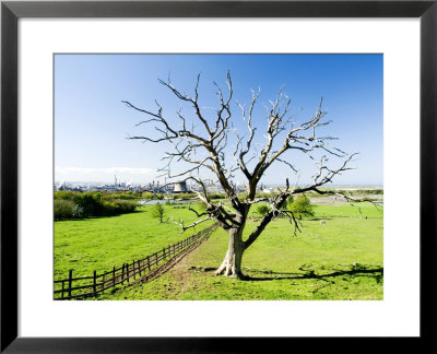Dead Tree With Wilton International Industrial Complex In Background, Teeside, England by Martin Page Pricing Limited Edition Print image