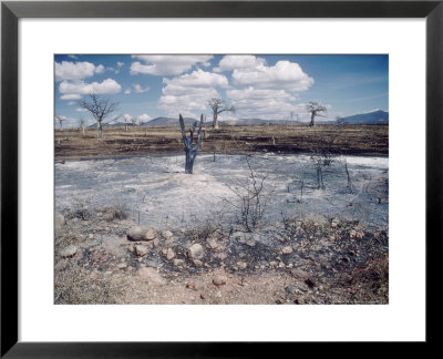 Clearance Of Uninhabited Bush For Farming And Settlement Between Dodoma And Iringa, Tanzania by Richard Packwood Pricing Limited Edition Print image