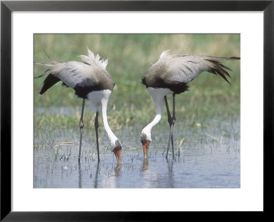 Wattled Crane, Feeding In Shallow Pools Formed By Khwai River, Botswana by Richard Packwood Pricing Limited Edition Print image