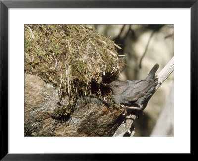 American Dipper At Nest, Usa by Mary Plage Pricing Limited Edition Print image
