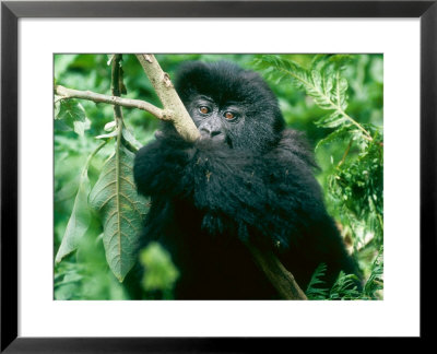 Mountain Gorilla, Wrapped Around Branch, Rwanda by Mary Plage Pricing Limited Edition Print image