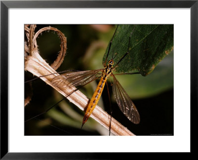 Cranefly, Adult Female Basking, Cambridgeshire, Uk by Keith Porter Pricing Limited Edition Print image