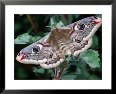 Emperor Moth, Adult Female Calling, Cumbria, Uk by Keith Porter Pricing Limited Edition Print image