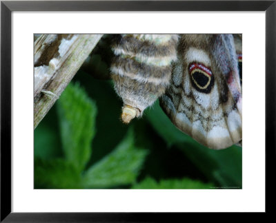 Emperor Moth, Adult Female, Ennerdale, Uk by Keith Porter Pricing Limited Edition Print image