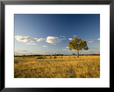 Tree In Landscape, Botswana by Mike Powles Pricing Limited Edition Print image